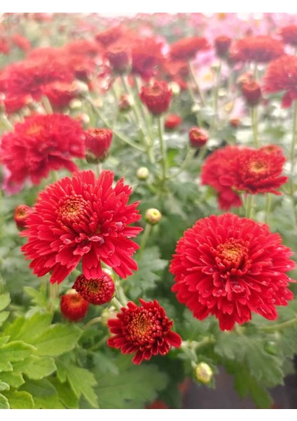 Kasımpatı Kırmızı Renk -Saksıda Canlı Çiçek 25 - 30 Cm krizantem