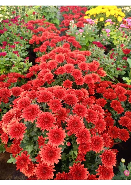 Kasımpatı Kırmızı Renk -Saksıda Canlı Çiçek 25 - 30 Cm krizantem fiyatları