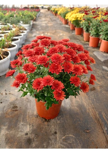 Kasımpatı Kırmızı Renk -Saksıda Canlı Çiçek 25 - 30 Cm krizantem modelleri