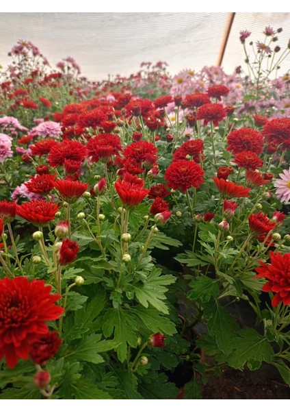 Kasımpatı Kırmızı Renk -Saksıda Canlı Çiçek 25 - 30 Cm krizantem fırsatları