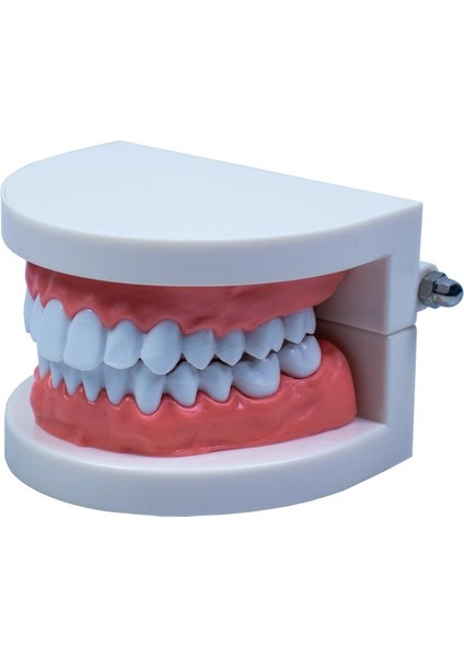 Insan Anatomisi Diş Çene Modeli Eğitici Maket Fen ve Biyoloji Dersleri Deney Maketi fiyatları