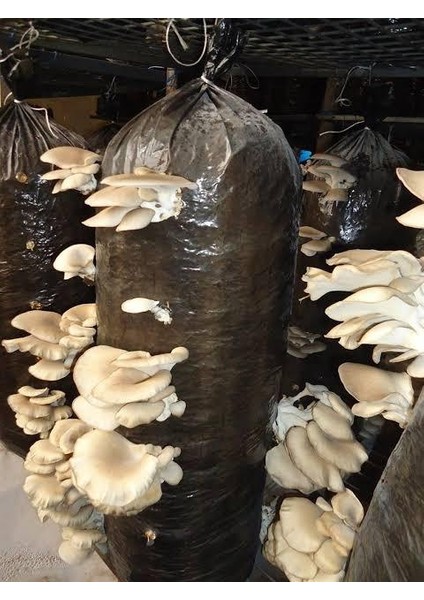 5 kg Istiridye Mantarı Tohumu ( 20 Ekim Poseti Hediye ) fırsatları