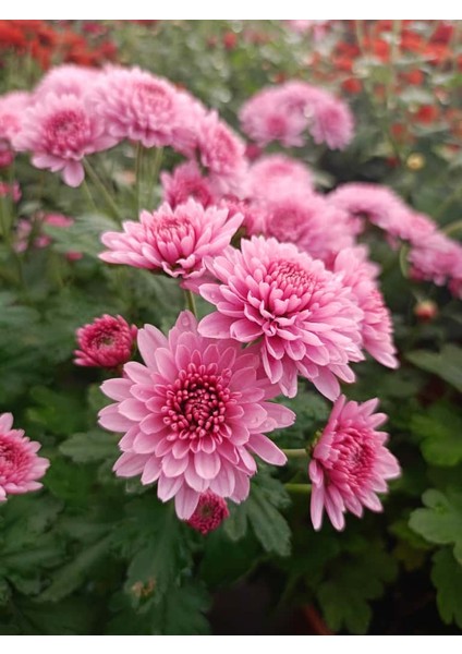 Kasımpatı Pembe Renk -Saksıda Canlı Çiçek 25 - 30 Cm krizantem