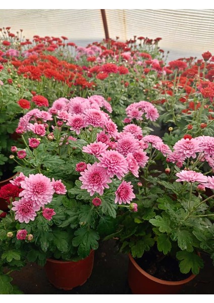 Kasımpatı Pembe Renk -Saksıda Canlı Çiçek 25 - 30 Cm krizantem fiyatları