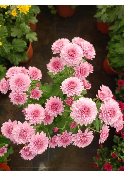 Kasımpatı Pembe Renk -Saksıda Canlı Çiçek 25 - 30 Cm krizantem modelleri