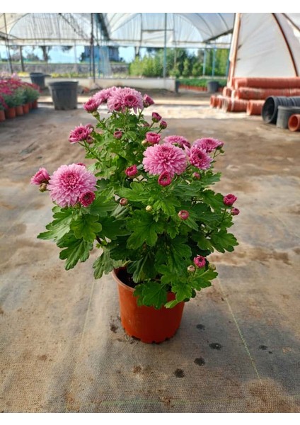 Kasımpatı Pembe Renk -Saksıda Canlı Çiçek 25 - 30 Cm krizantem fırsatları