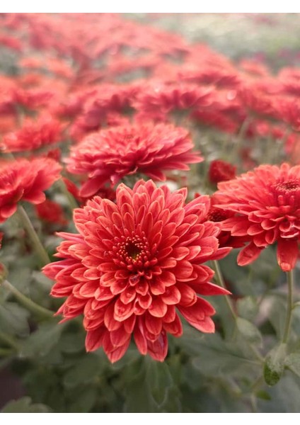 Kasımpatı Turuncu "mercan" Renk - Saksıda Canlı Çiçek 25 - 30 cm krizantem