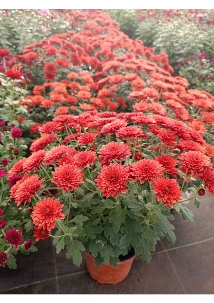 Kasımpatı Turuncu "mercan" Renk - Saksıda Canlı Çiçek 25 - 30 cm krizantem fiyatları