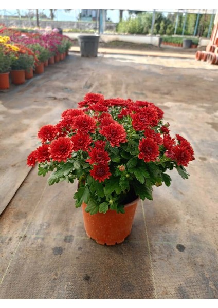 Kasımpatı Turuncu "mercan" Renk - Saksıda Canlı Çiçek 25 - 30 cm krizantem modelleri