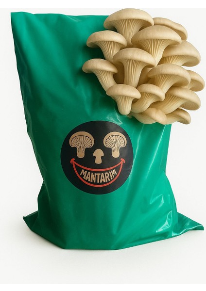 6 kg Istiridye Mantarı Kompostu ( Mantar Çıkımına Hazır, Yetiştirme Kılavuzu ile Birlikte) modelleri