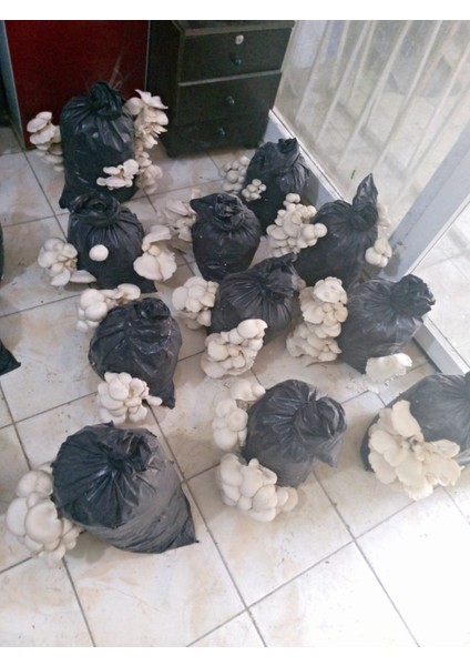 4 kg Istiridye Mantarı Tohumu ( Ekim Poşeti, Kireç, Alçı, Buğday Kepeği- Full Paket) indirimleri