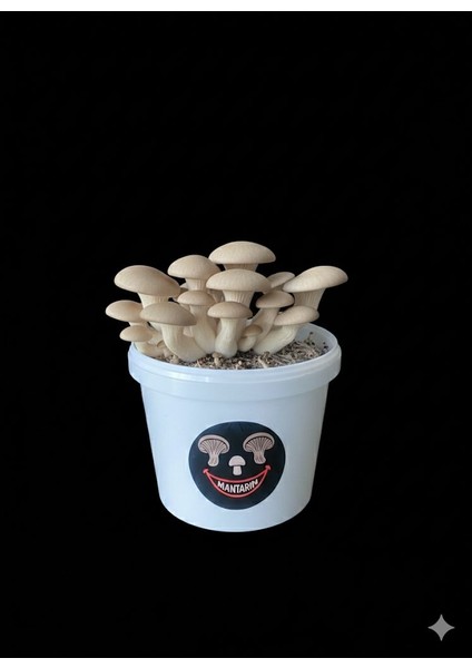 Mantar Kovası (Evde Mantar Yetiştir, Çıkıma Hazır,ekilmiş)