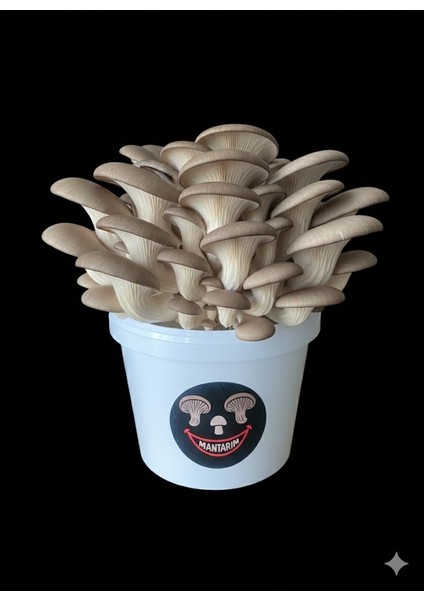 Mantar Kovası (Evde Mantar Yetiştir, Çıkıma Hazır,ekilmiş) modelleri