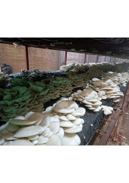 Kayın Mantarı Tohumu 2 kg modelleri