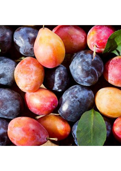 Mürdüm Kara Erik Kurusu