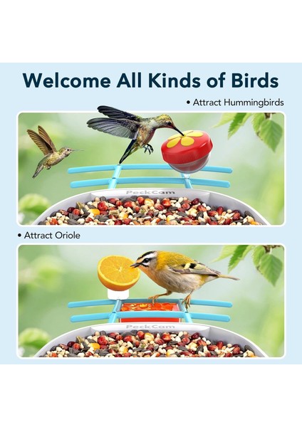 Akıllı Kuş Yemliği, Kamera, 2k Canlı Gerçek Zamanlı Uyarı - Mavi fırsatları