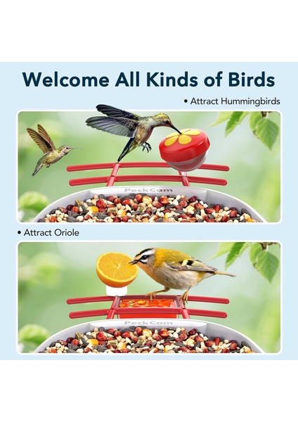 Akıllı Kuş Yemliği, Kamera, 2k Canlı Gerçek Zamanlı Uyarı - Kırmızı fırsatları