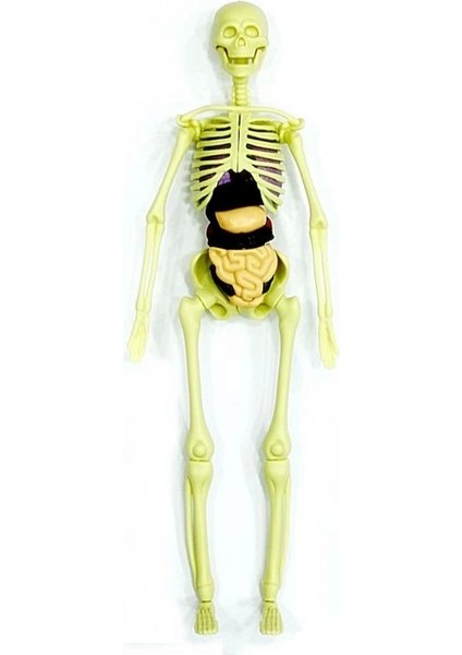 Bfs The Human Body Insan Vücudu 3D Eğitim Seti 3302 modelleri