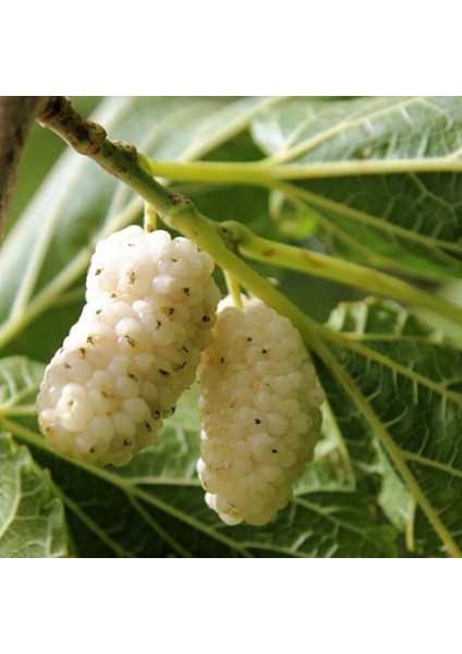 5 Yaş Saksıda Meyve Veren Beyaz Dut Fidanı Boy 200CM+