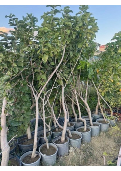 5 Yaş Saksıda Meyve Veren Beyaz Dut Fidanı Boy 200CM+ fiyatları