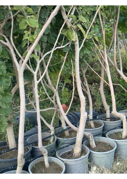 5 Yaş Saksıda Meyve Veren Beyaz Dut Fidanı Boy 200CM+ modelleri