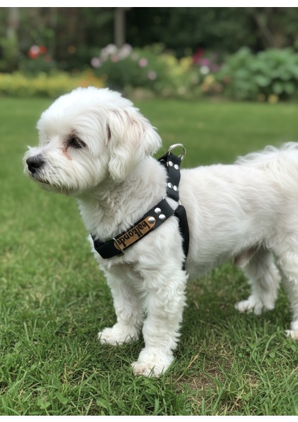 Köpek Göğüs Tasması Minik ve Küçük Irk Ayarlamalı Kolon Kordon & Kot Siyah