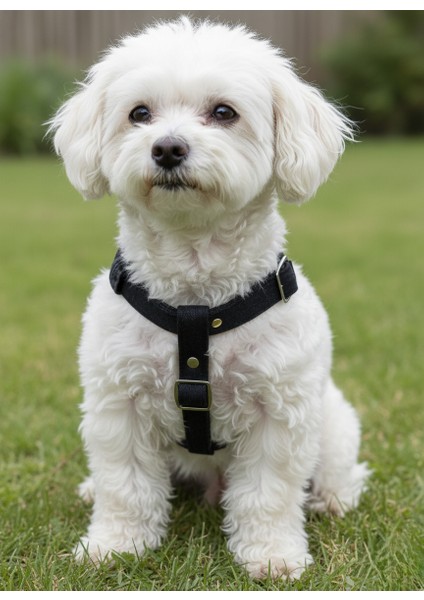 Köpek Göğüs Tasması Minik ve Küçük Irk Ayarlamalı Kolon Kordon & Kot Siyah modelleri