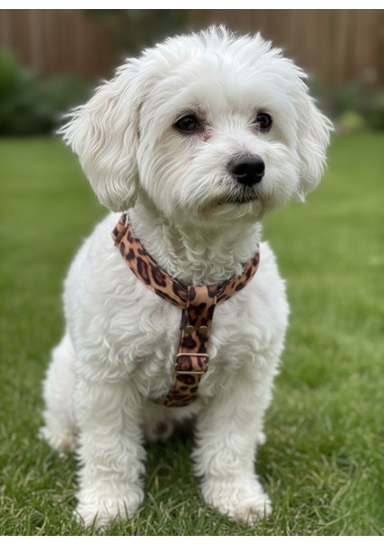 Köpek Göğüs Tasması Minik, Küçük Irk Ayarlamalı Kolon Kordon Leopar Desen modelleri