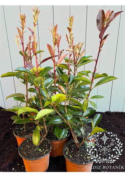 10 Adet Alev Çalısı Çit Bitkisi Alev Ağacı Fidanı Photinia Red Robin 30-40 cm