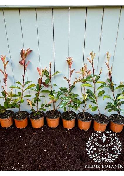 10 Adet Alev Çalısı Çit Bitkisi Alev Ağacı Fidanı Photinia Red Robin 30-40 cm fiyatları