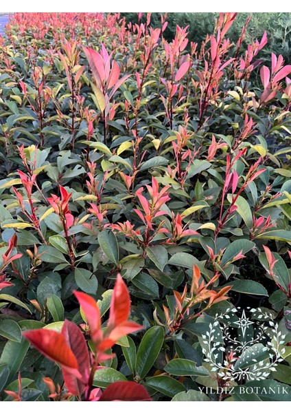 10 Adet Alev Çalısı Çit Bitkisi Alev Ağacı Fidanı Photinia Red Robin 30-40 cm modelleri