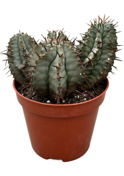 Euphorbia Horrida 'hybrid' (Kaktüs)