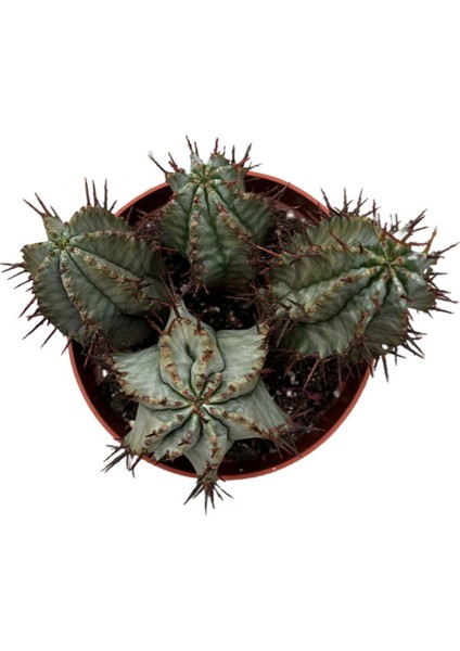 Euphorbia Horrida 'hybrid' (Kaktüs) fiyatları