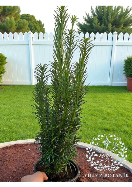 Sütun Porsuk Çamı Taxus Baccata Bitkisi 40-50 cm