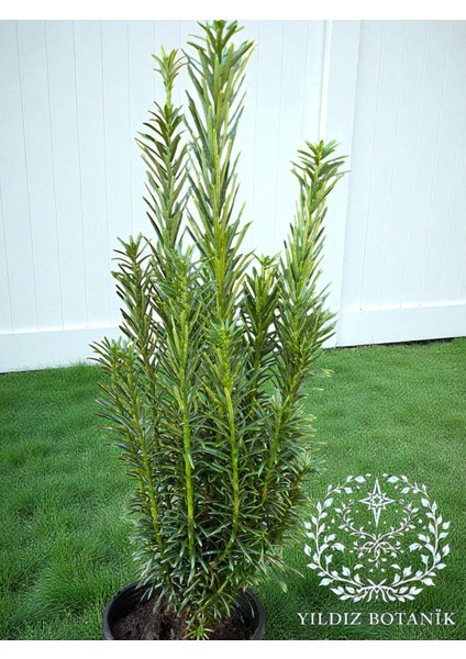 Sütun Porsuk Çamı Taxus Baccata Bitkisi 40-50 cm fiyatları