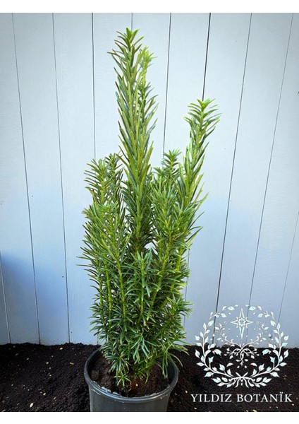 Sütun Porsuk Çamı Taxus Baccata Bitkisi 40-50 cm modelleri