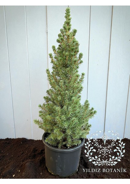 Yeşil Cüce Konik Ladin Bitkisi Çam Ağacı Fidanı Picea Glauca Conica 60-80 cm
