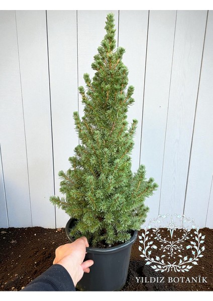 Yeşil Cüce Konik Ladin Bitkisi Çam Ağacı Fidanı Picea Glauca Conica 60-80 cm fiyatları