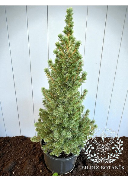Yeşil Cüce Konik Ladin Bitkisi Çam Ağacı Fidanı Picea Glauca Conica 60-80 cm modelleri