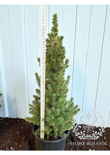 Yeşil Cüce Konik Ladin Bitkisi Çam Ağacı Fidanı Picea Glauca Conica 60-80 cm fırsatları