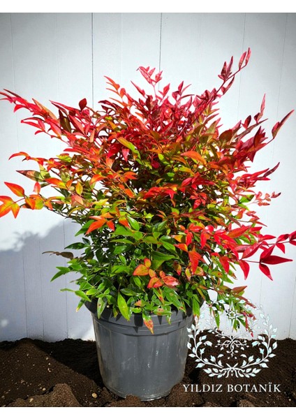 Nandina Seika Renk Değiştiren Cennet Bambusu Nandina Obsession Seika 30-40 cm fiyatları