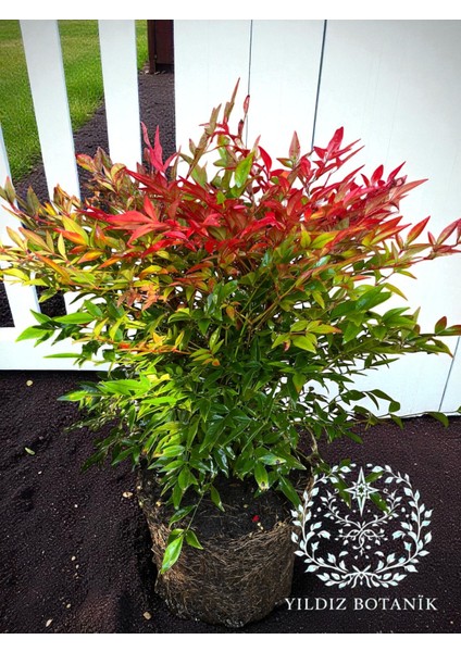 Nandina Seika Renk Değiştiren Cennet Bambusu Nandina Obsession Seika 30-40 cm modelleri