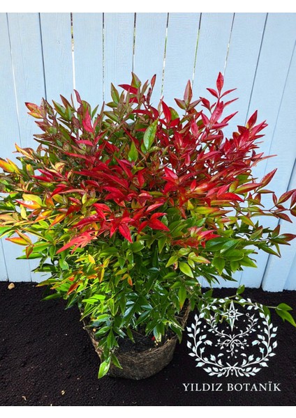 Nandina Seika Renk Değiştiren Cennet Bambusu Nandina Obsession Seika 30-40 cm fırsatları