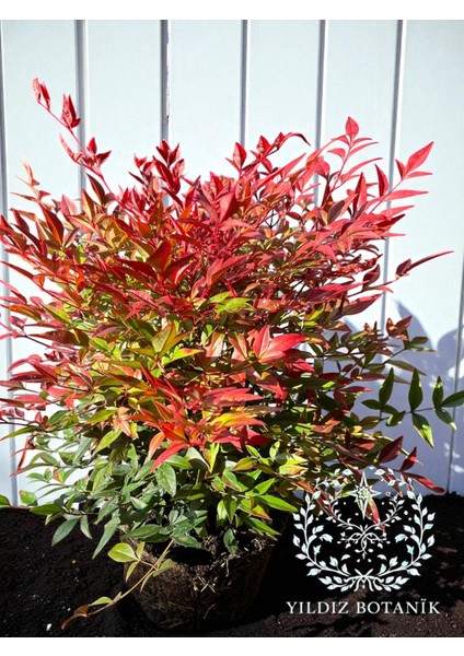 Nandina Seika Renk Değiştiren Cennet Bambusu Nandina Obsession Seika 30-40 cm indirimleri