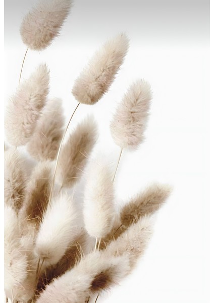 |soft|krem Tonlar Pampas-Çiçek Kombini |çerçeveli Cam Tablo 3lü Dikey modelleri