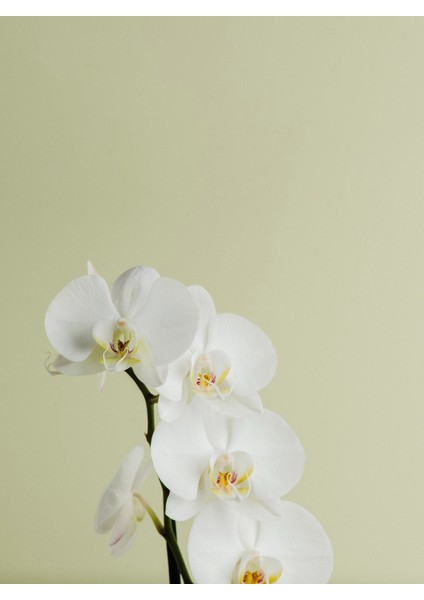 |soft|yeşil-Beyaz Orkide Kombini |çerçeveli Cam Tablo 3lü Dikey fiyatları