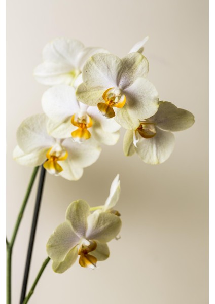 |soft|yeşil-Beyaz Orkide Kombini |çerçeveli Cam Tablo 3lü Dikey modelleri