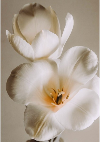 |soft| Beyaz-Krem Renk Orkide Kombini |çerçeveli Cam Tablo 2li Dikey modelleri