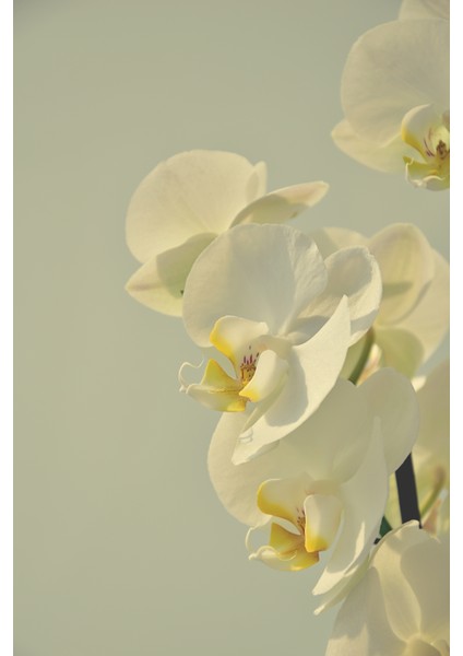 |soft| Yeşil Beyaz Orkide Kombini|çerçeveli Cam Tablo 2li Dikey fiyatları