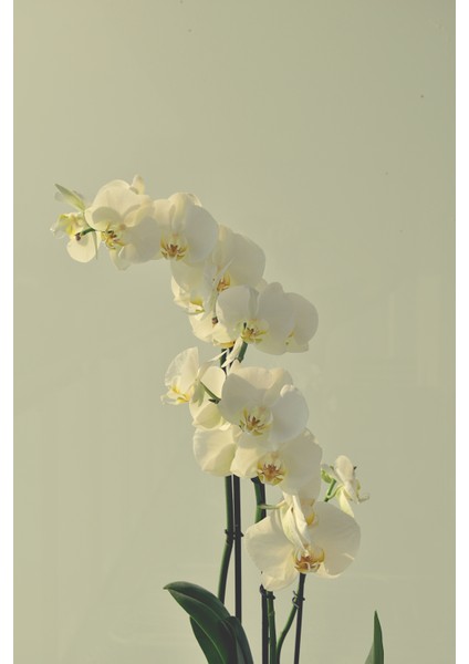 |soft| Yeşil Beyaz Orkide Kombini|çerçeveli Cam Tablo 2li Dikey modelleri